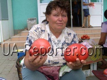 Закарпатка выращивает помидоры весом более килограмма