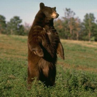 На стража порядка в Румынии напал медведь