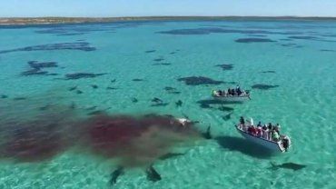 70 тигровых акул в течение нескольких часов атакуют кита