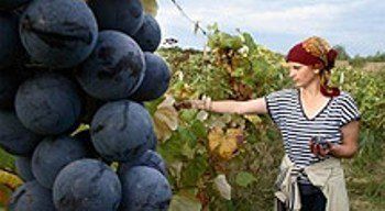 В Берегово пройдет фестиваль вина
