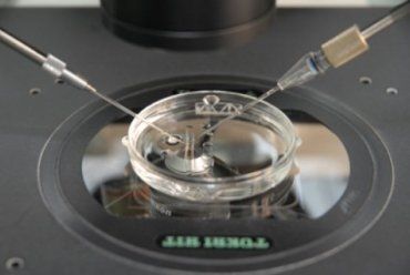 Само «непорочное зачатие» проводят под микроскопом