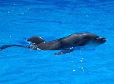 Бэби-бум в Одесском дельфинарии