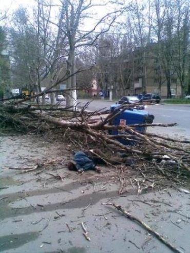 В Одессе дерево убило мужчину
