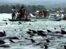 На Филиппинах дельфины совершили массовое самоубийство