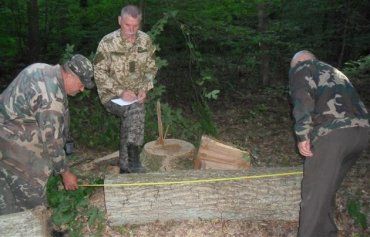 Работники лесхоза заметили два спиленных дуба диаметром 44 и 36 см