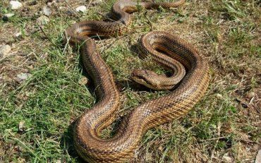 У столиці на дитячому майданчику знайшли рідкісну змію