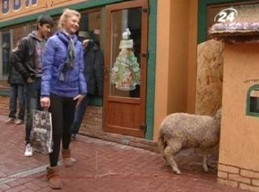 В Ужгороде живые овцы вышли на улицы города