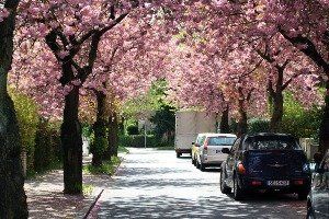 В конце апреля ожидается буйное цветение сакур в Ужгороде