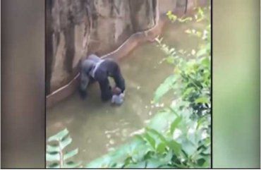 Сотрудники зоопарка вынуждены были застрелить гориллу