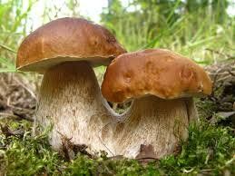 Килограмм свежих грибов стоит 40 грн., а сушеных – 400