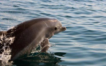 На Одещині прикордонники знайшли близько 20 мертвих дельфінів