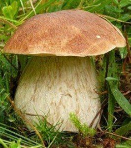 Гигантский гриб весом почти 11 килограммов вырос в Краснодаре