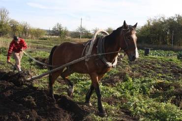 Сільськогосподарських домогосподарств використовували коней для обробки землі