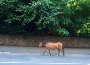 По улице Подградской возле стадиона Спартак ходит сам этот красивый конь