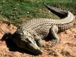 Одесские спасатели ловят крокодила