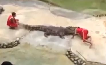 Крокодил ледь не відкусив людині голову