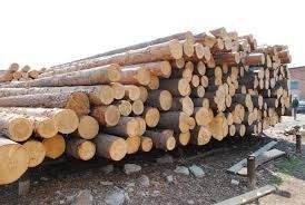 Єто должно исключить случаи экспорта деловой древесины под видом дров