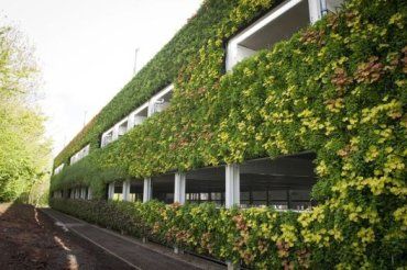 Живая стена включает в себя около 97 тысяч вечнозеленых растений