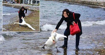 У Македонії туристка з Болгарії до смерті замучила білого лебедя