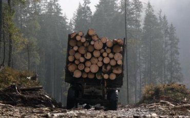 Передача лісових господарств у концесію несе низку загроз та ризиків
