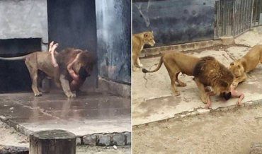 Чтобы спасти парня работникам пришлось застрелить двух львов