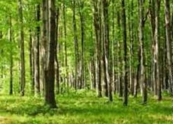 Лесам Закарпатья нанесен ущерб 320 тыс. грн