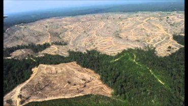 Ще недавно ситуація зі знищенням лісу в Румунії була значно гірше, ніж в Україні