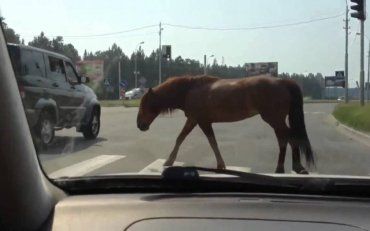 Знесилений кінь стурбував водіїв