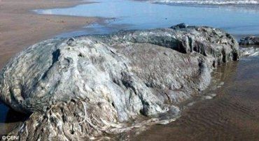 На пляж в Акапулько викинуло 4-метрове тіло невідомого досі морської тварини