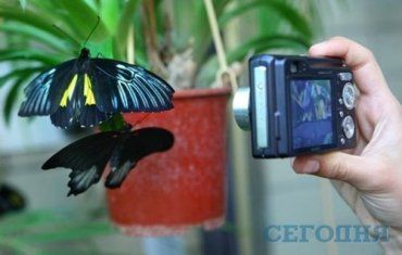 В Киеве открылась выставка тропических бабочек