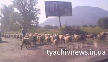Пастухи погнали многочисленную отару овец