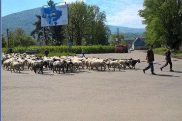 Овцы на прогулке