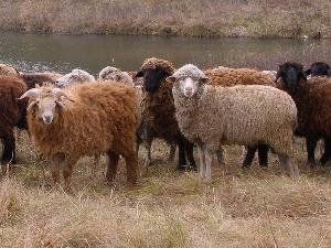 В Драгово у фермера похитили 27 овец