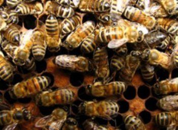 Разъяренные пчелы усугубили ДТП в Турции