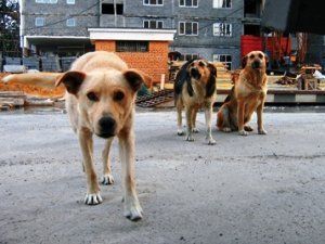 Бродячие псы покусали 532 жителя Ужгорода