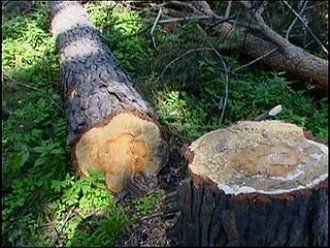 Закарпатец погиб во время рубки дров