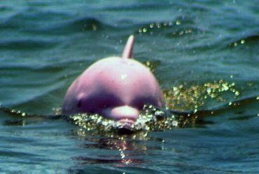 Розовый дельфин привлекает множество туристов