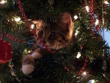 Новогоднюю елку может легко приукрасить маленький котенок