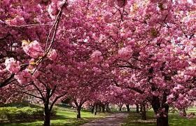 Тільки в Ужгороді квітне понад дві тисячі сакур