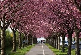 Ужгород — єдине місто України, де цвіте майже 2 тисячі дерев японської вишні