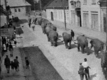 Вулицями Хуста йшли слони