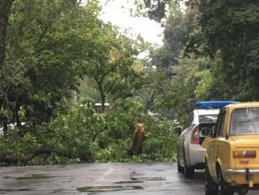 Дерево перекрыло дорогу к Словацкому консульству