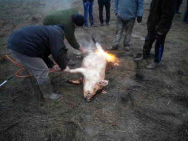 Розпочався традиційний фестиваль гентешів-свинорізів у селі Геча на Берегівщині