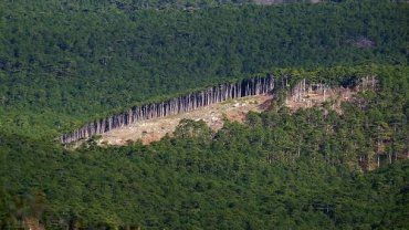 Как местные чиновники набивают карманы на вырубке лесов