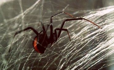 Ядовитый австралийский паук нападает на японцев