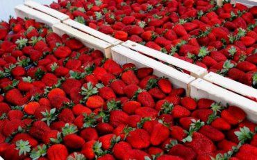 Ціни на ягоди у цьому році будуть рекордними
