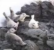 Практически всех тюленей с камней смыло водой, и только одному удалось устоять