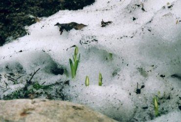 Карпаты : Сквозь снег растёт подснежник