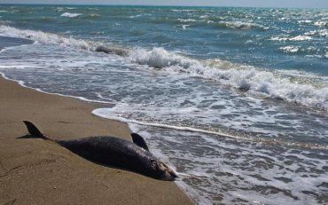 У Криму почали масово гинути дельфіни