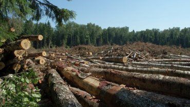 Кабмин назначил ответственного за вырубку лесов в Украине